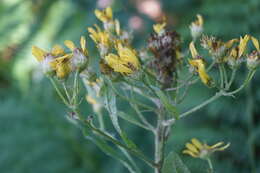 Image of Tephroseris cladobotrys subsp. cladobotrys