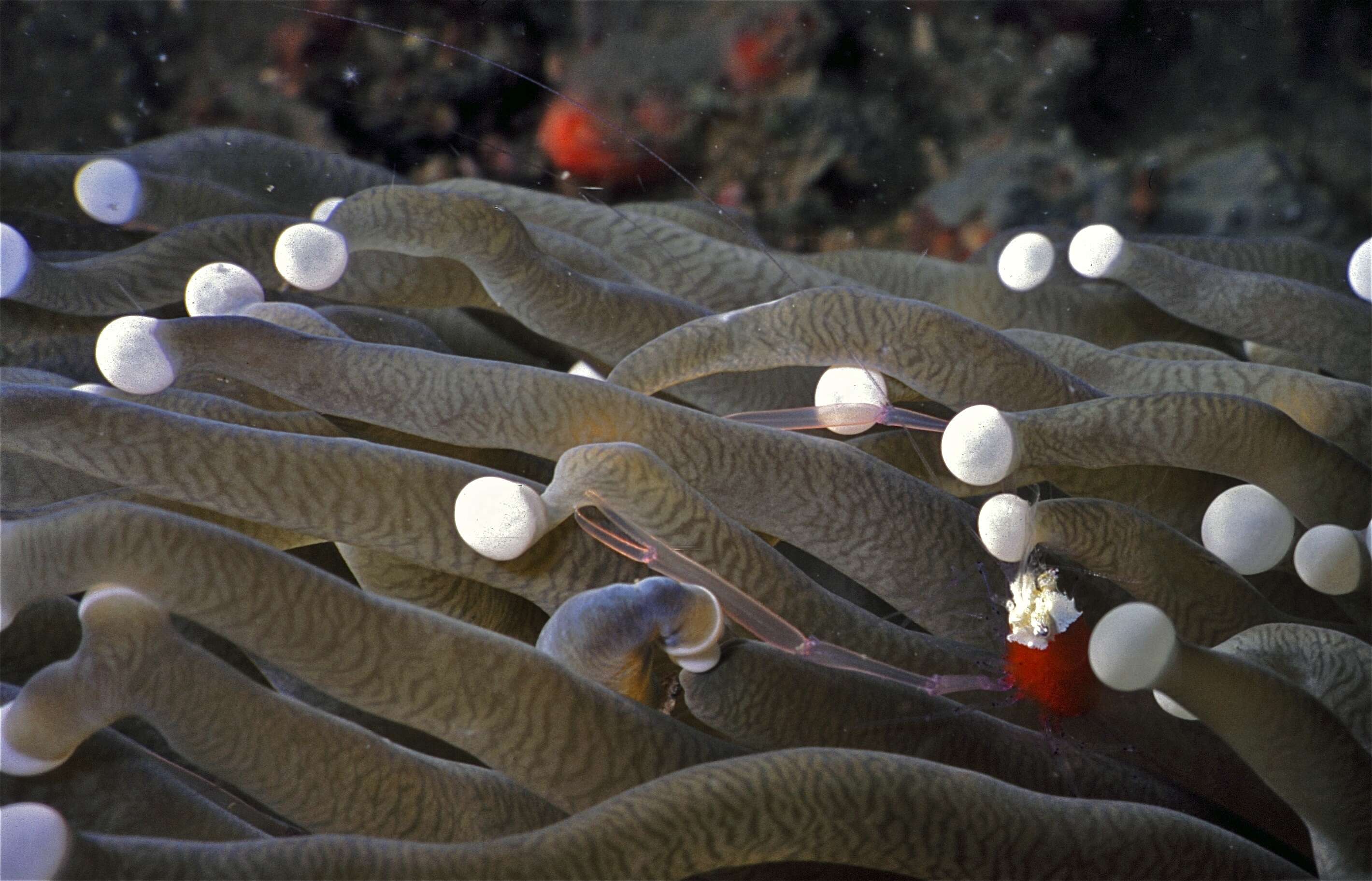 Image of Mushroom coral