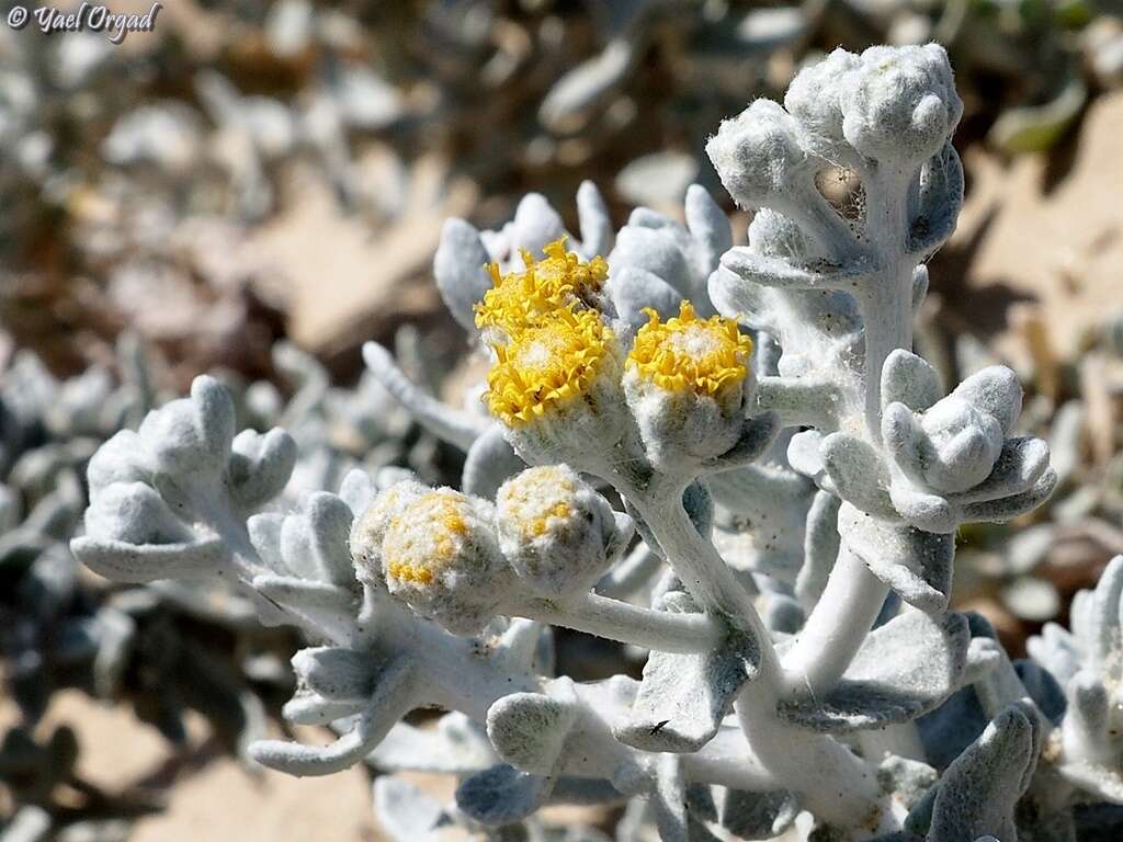 Image of Achillea maritima subsp. maritima