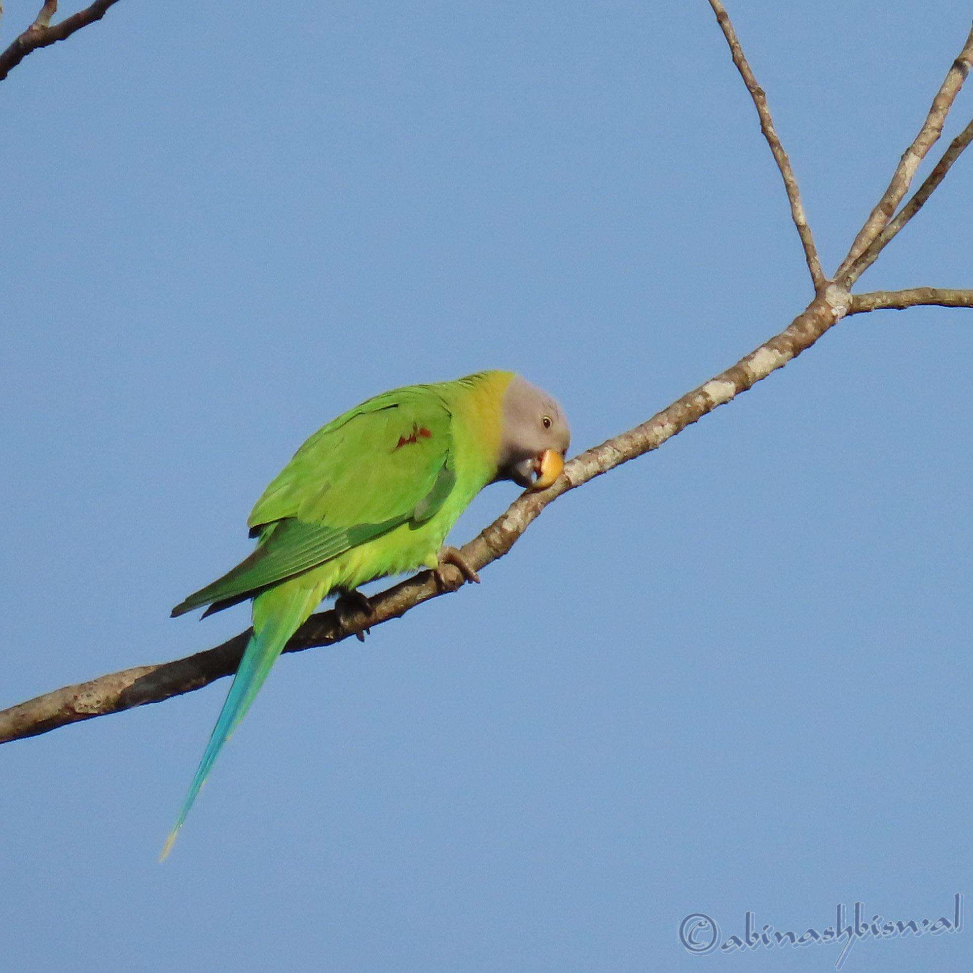 Image of Blossom-headed Parakeet