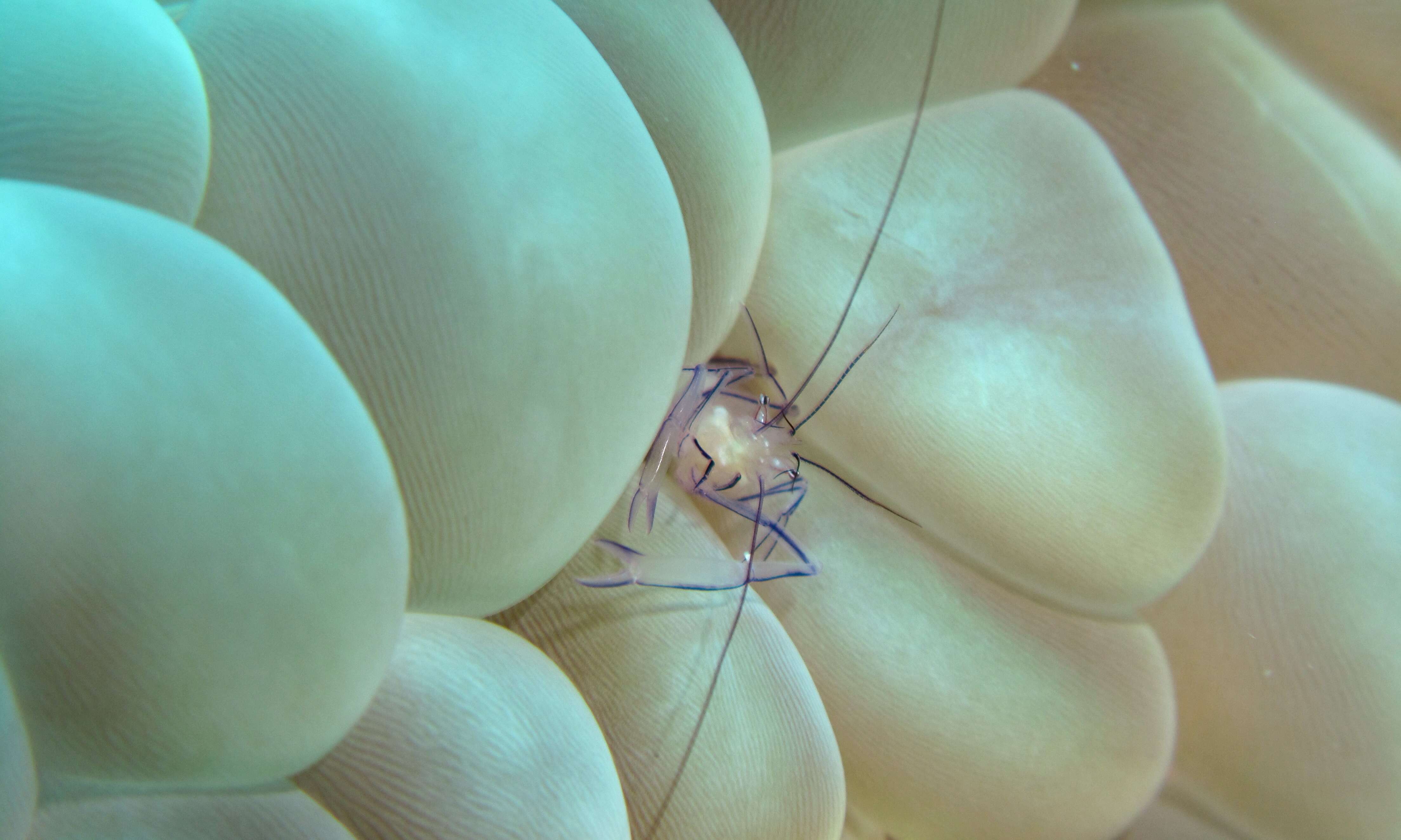 Image of Bubble coral shrimp