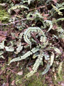 Image of Hobdy's Spleenwort