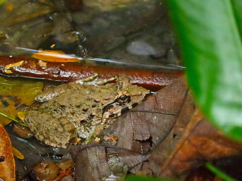 Image of Blyth's River Frog