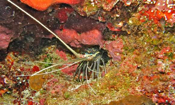 Image of Painted Spiny Lobster