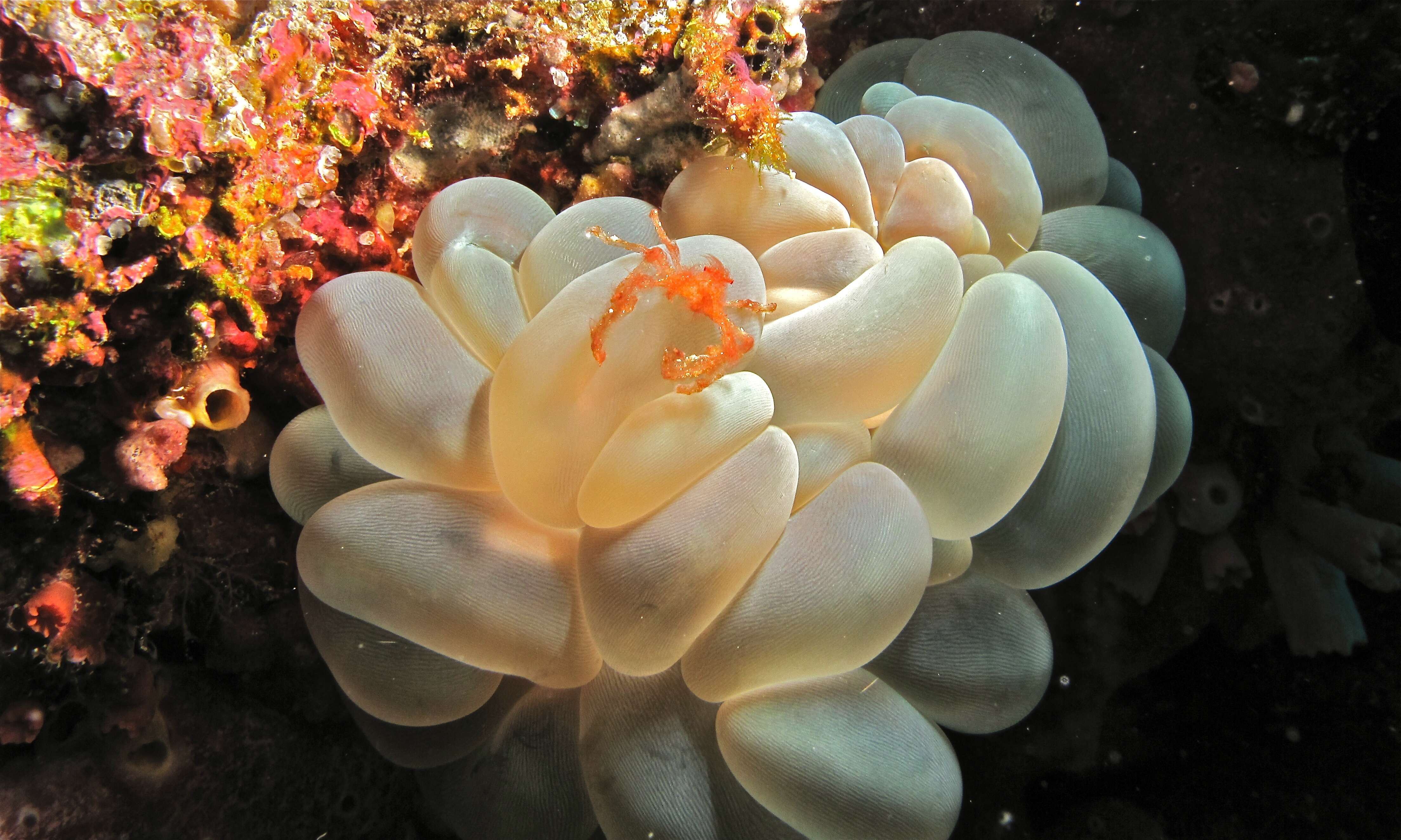 Image of Orangutang crab