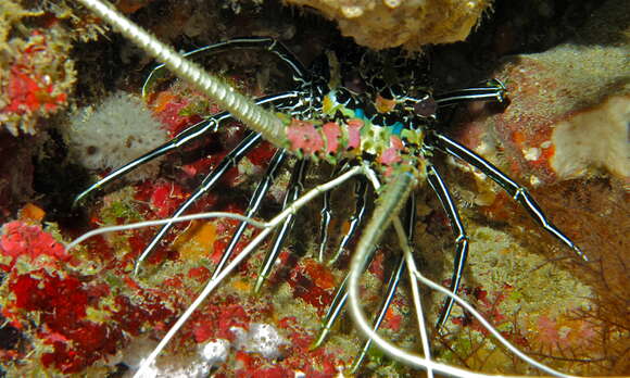 Image of Painted Spiny Lobster