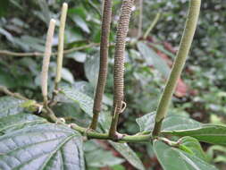 Image of Caracas pepper