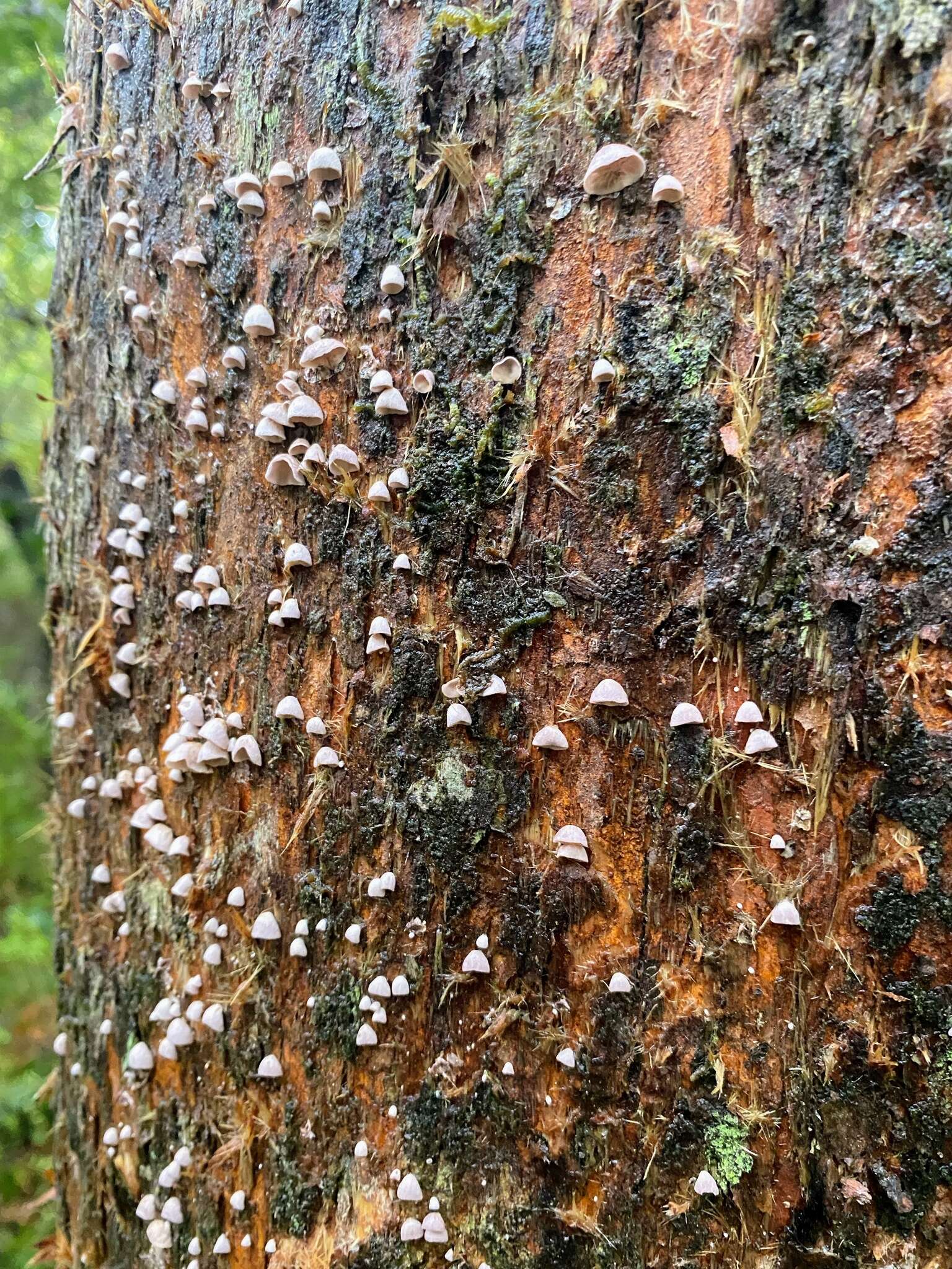 Image of Calyptella totara (G. Cunn.) W. B. Cooke 1961