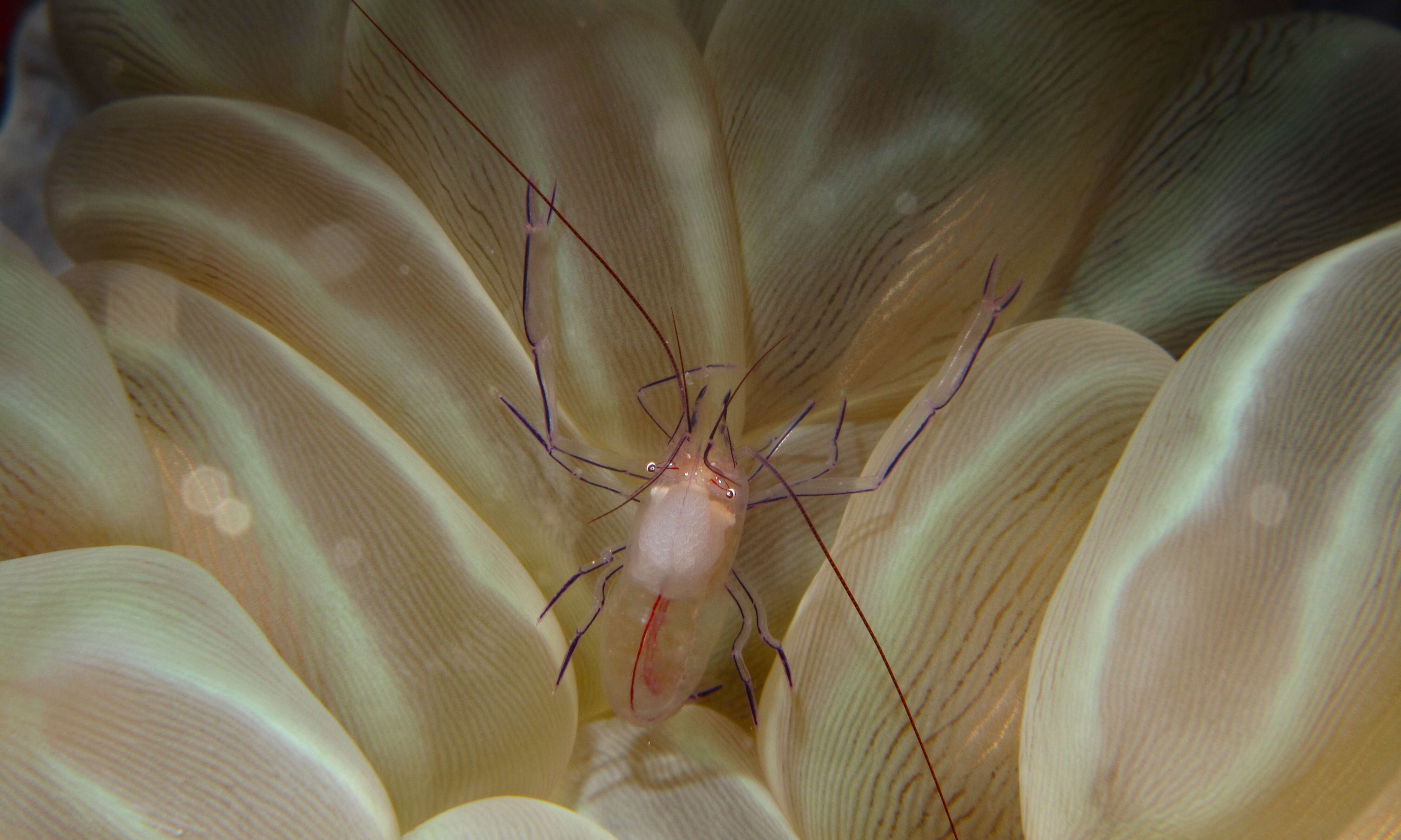 Image of Bubble coral shrimp