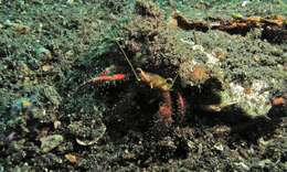 Image of Longeye hermit crab