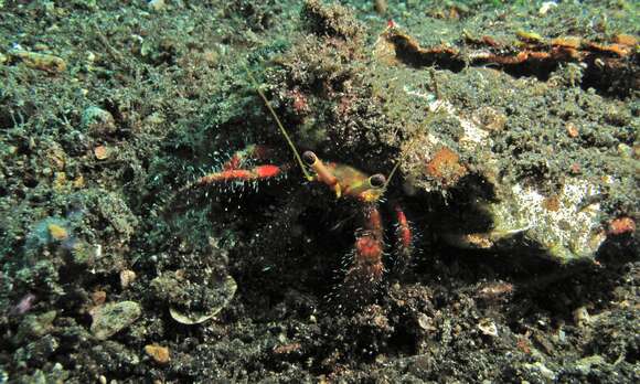 Image of Longeye hermit crab