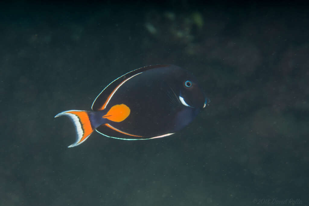 Image of Achilles Tang