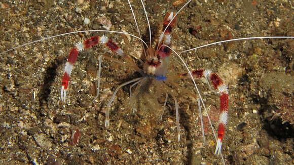 Image of Banded Coral Shrimp