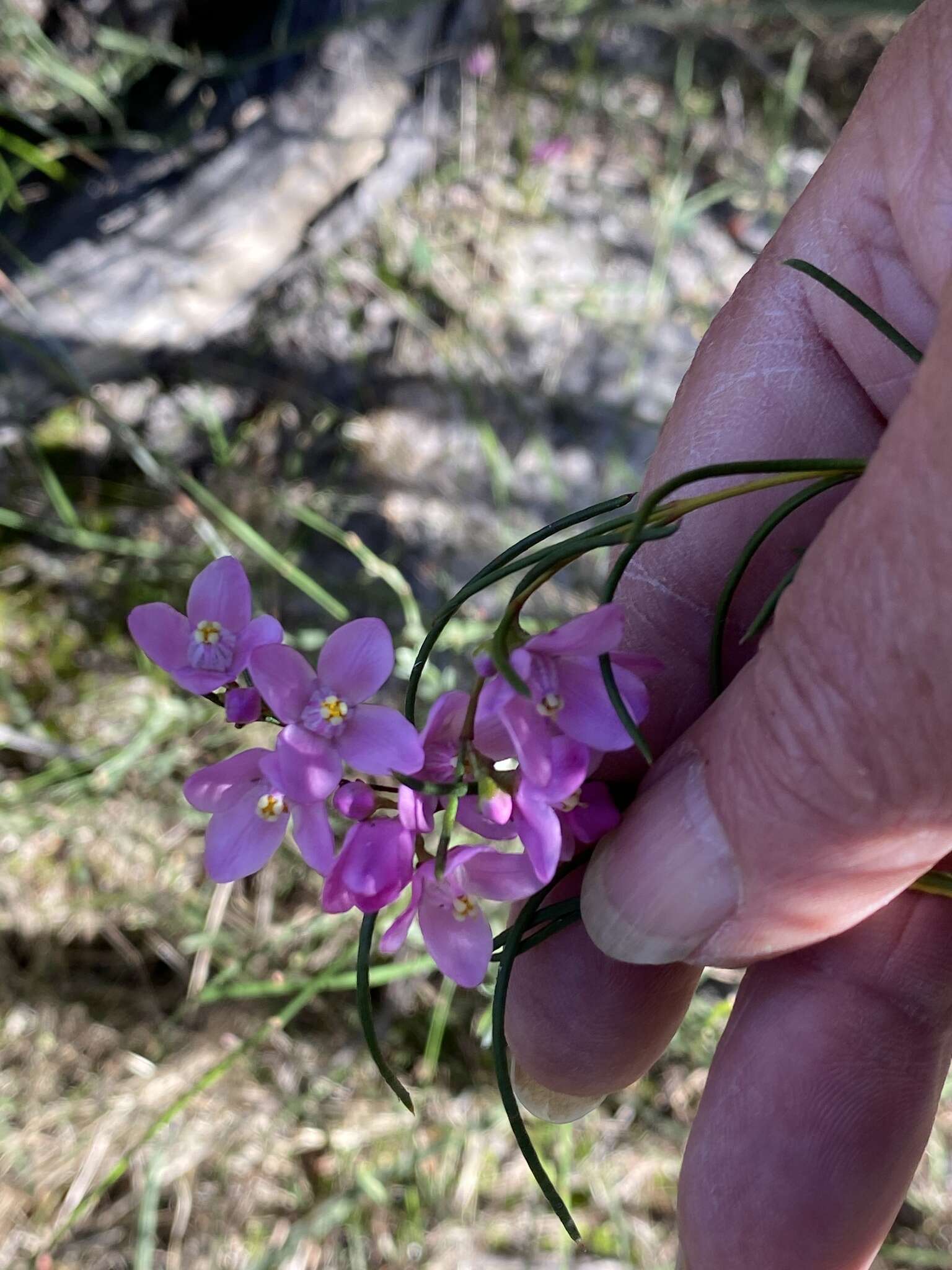 Image de Boronia nematophylla F. Müll.