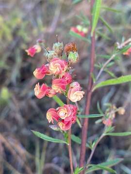 صورة Hermannia denudata L. fil.