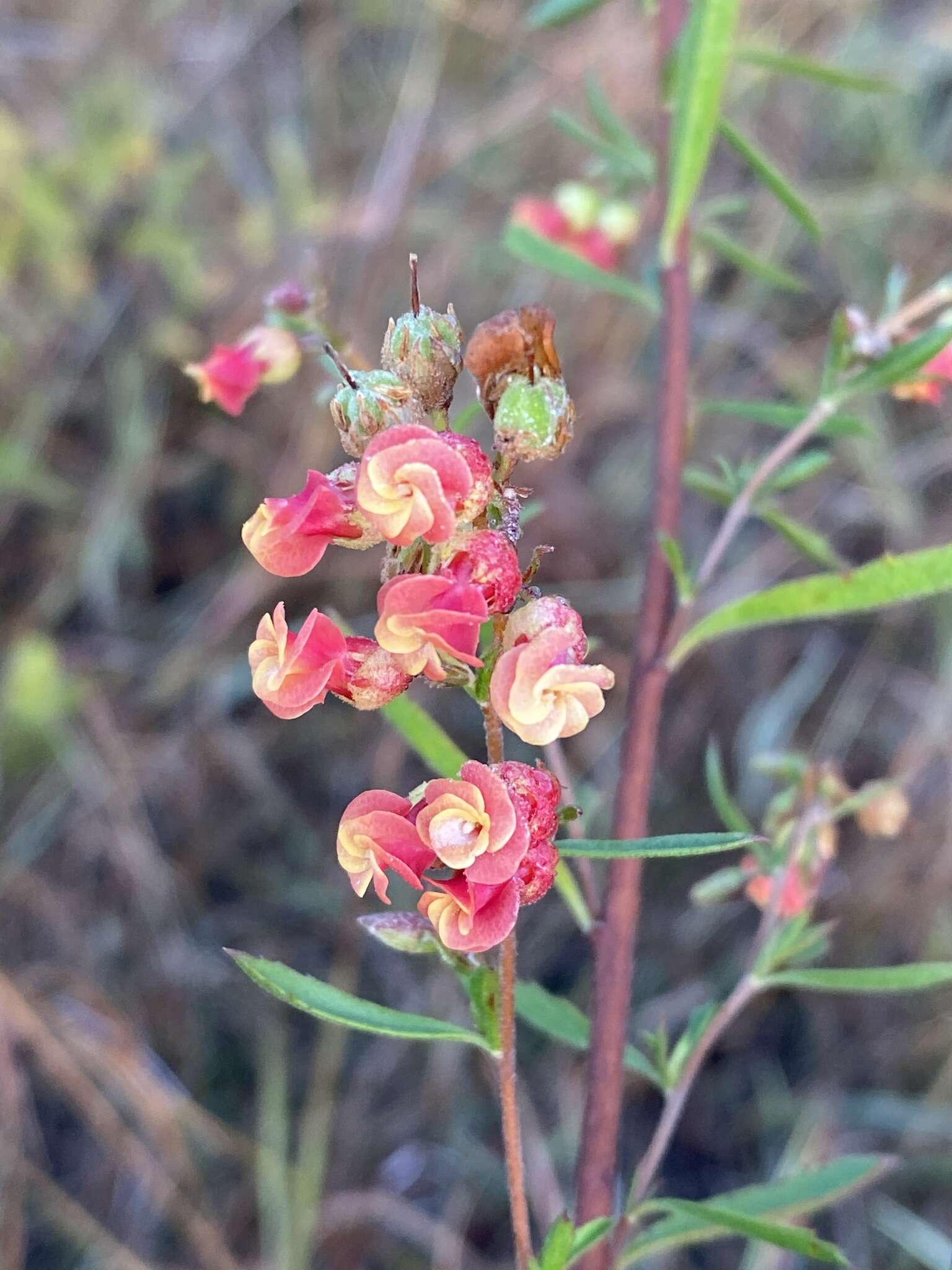 Image of Hermannia denudata var. erecta (N. E. Br.) Burtt Davy & Greenway