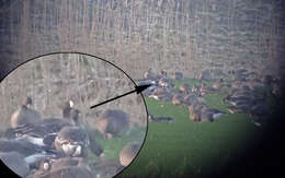 Image of Lesser White-fronted Goose