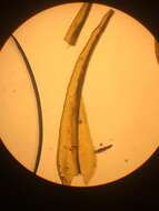 Image of <i>Racomitrium macounii</i> subsp. <i>alpinum</i> (E. Lawton) Frisvoll