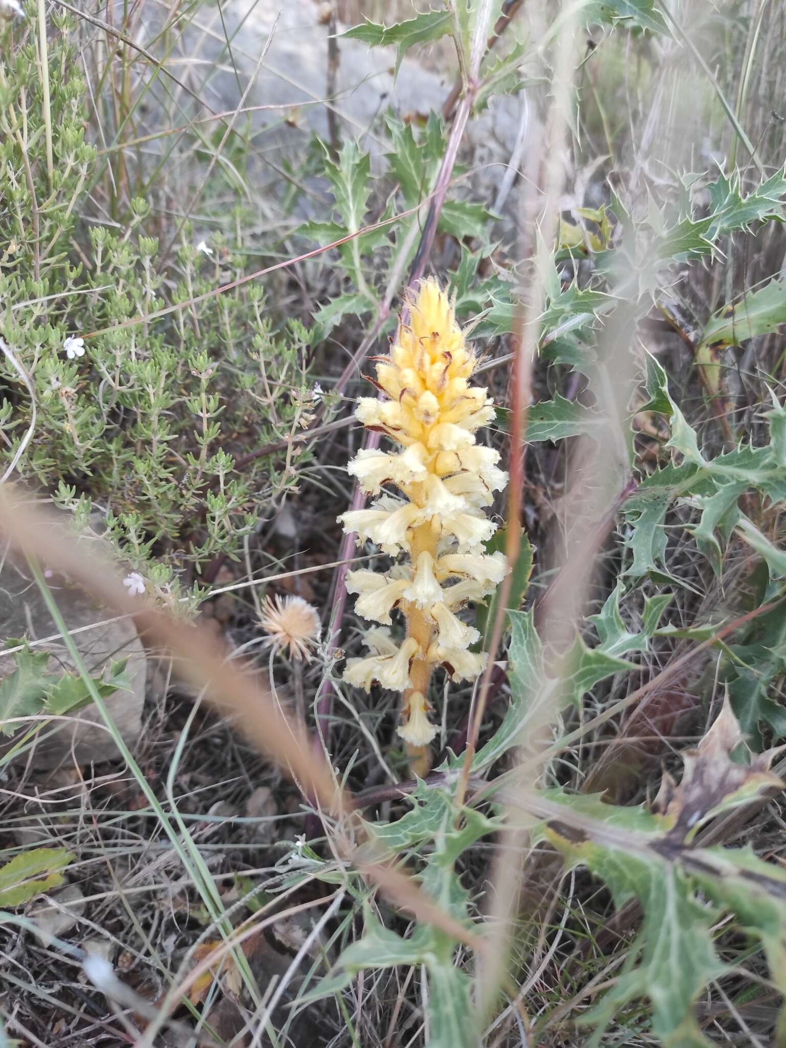 Image of Orobanche amethystea Thuill.