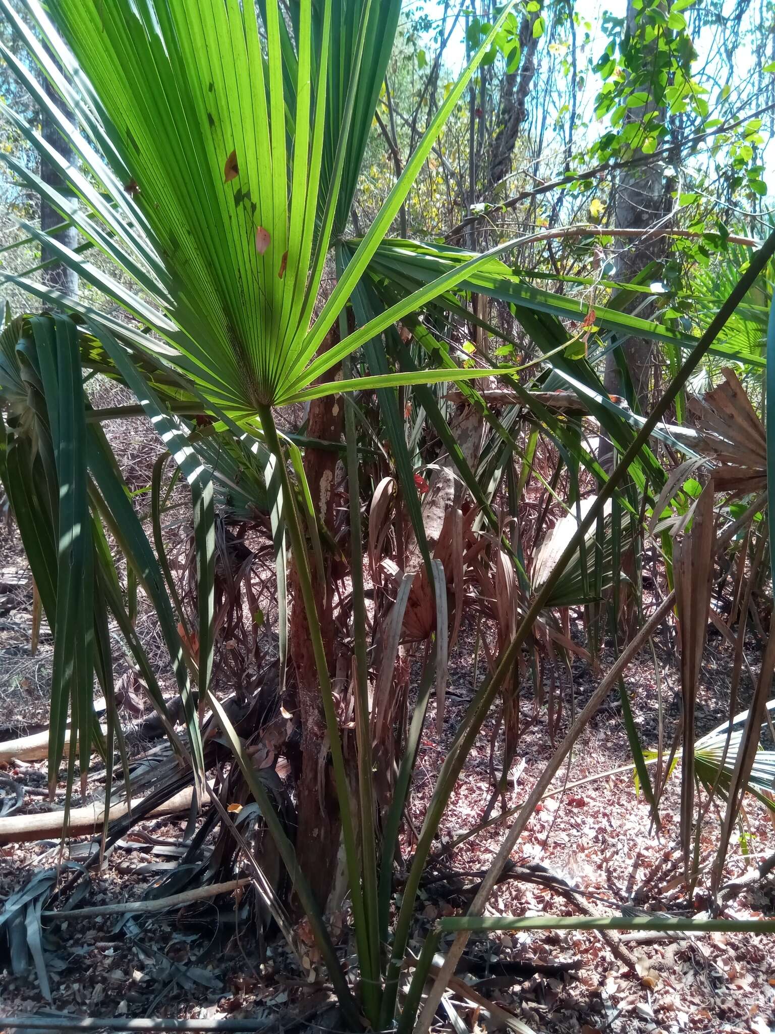 Image of Borassus madagascariensis (Jum. & H. Perrier) Bojer ex Jum. & H. Perrier