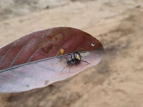 Слика од Myrmecotypus iguazu Rubio & Arbino 2009