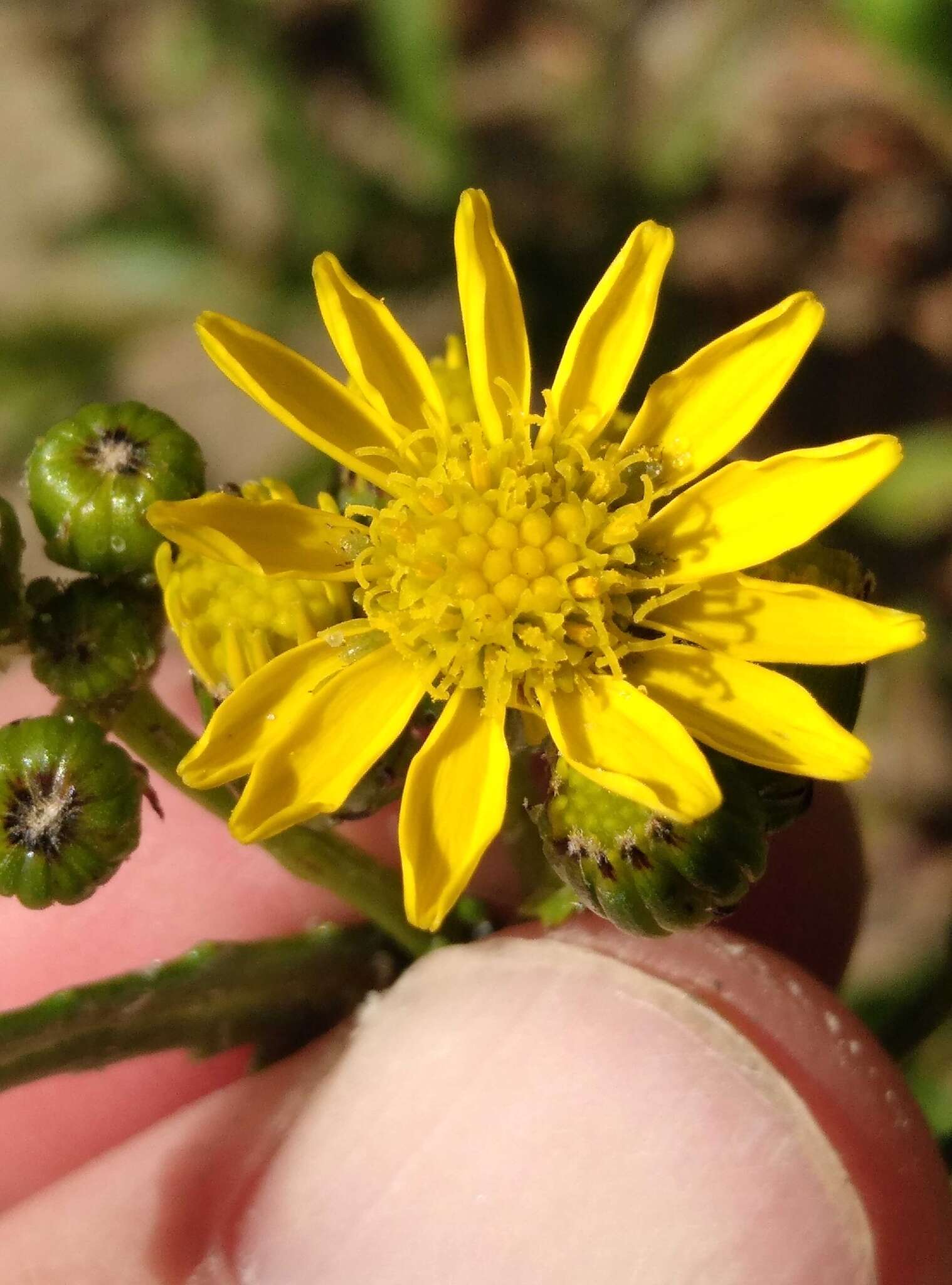 Sivun Senecio matatini subsp. basinudus (Ornduff) Courtney, de Lange & Pelser kuva