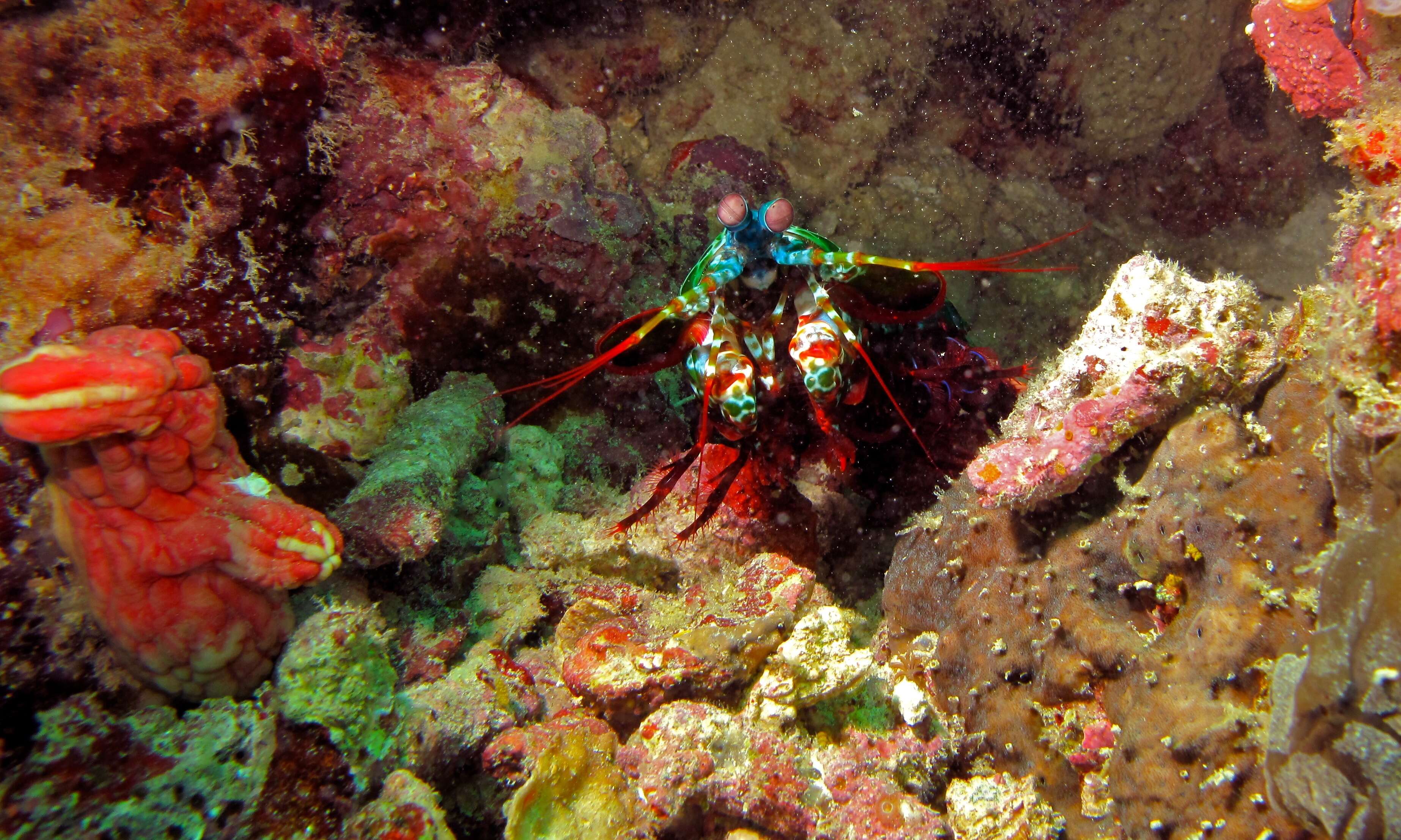 Image of Odontodactylus scyllarus