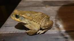 Rhinella rubescens (Lutz 1925) resmi