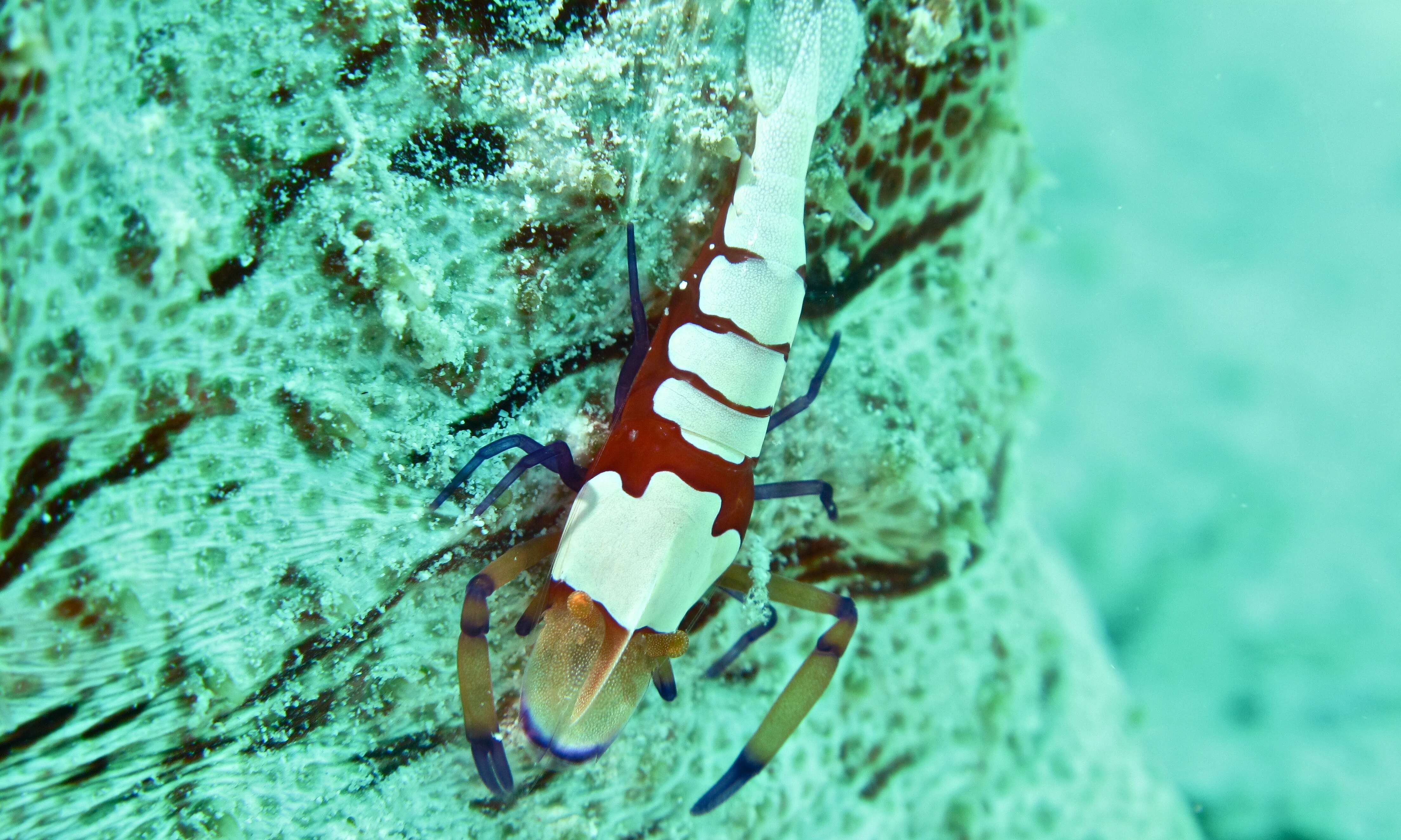 Image of Periclimenes imperator