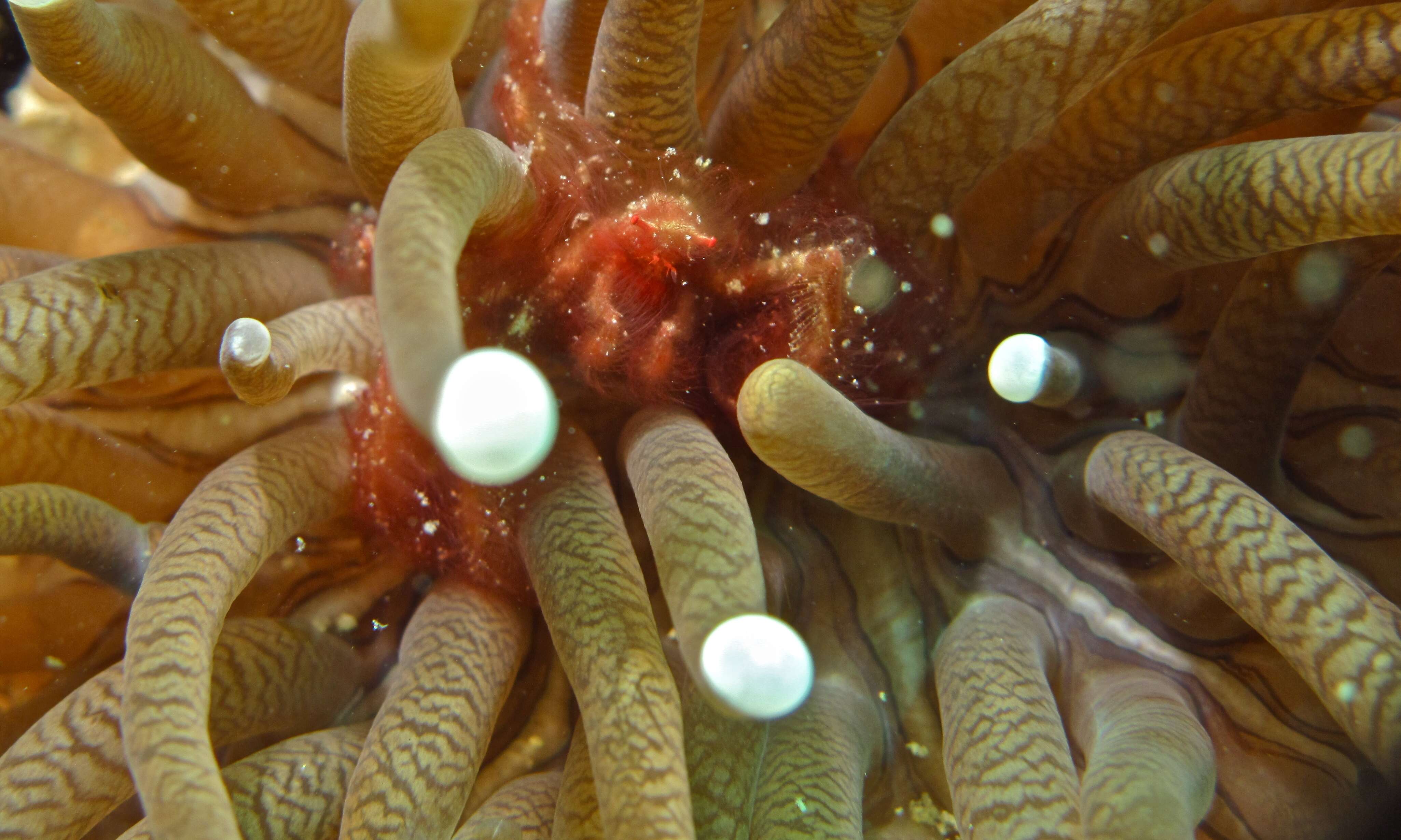 Image of Orangutang crab