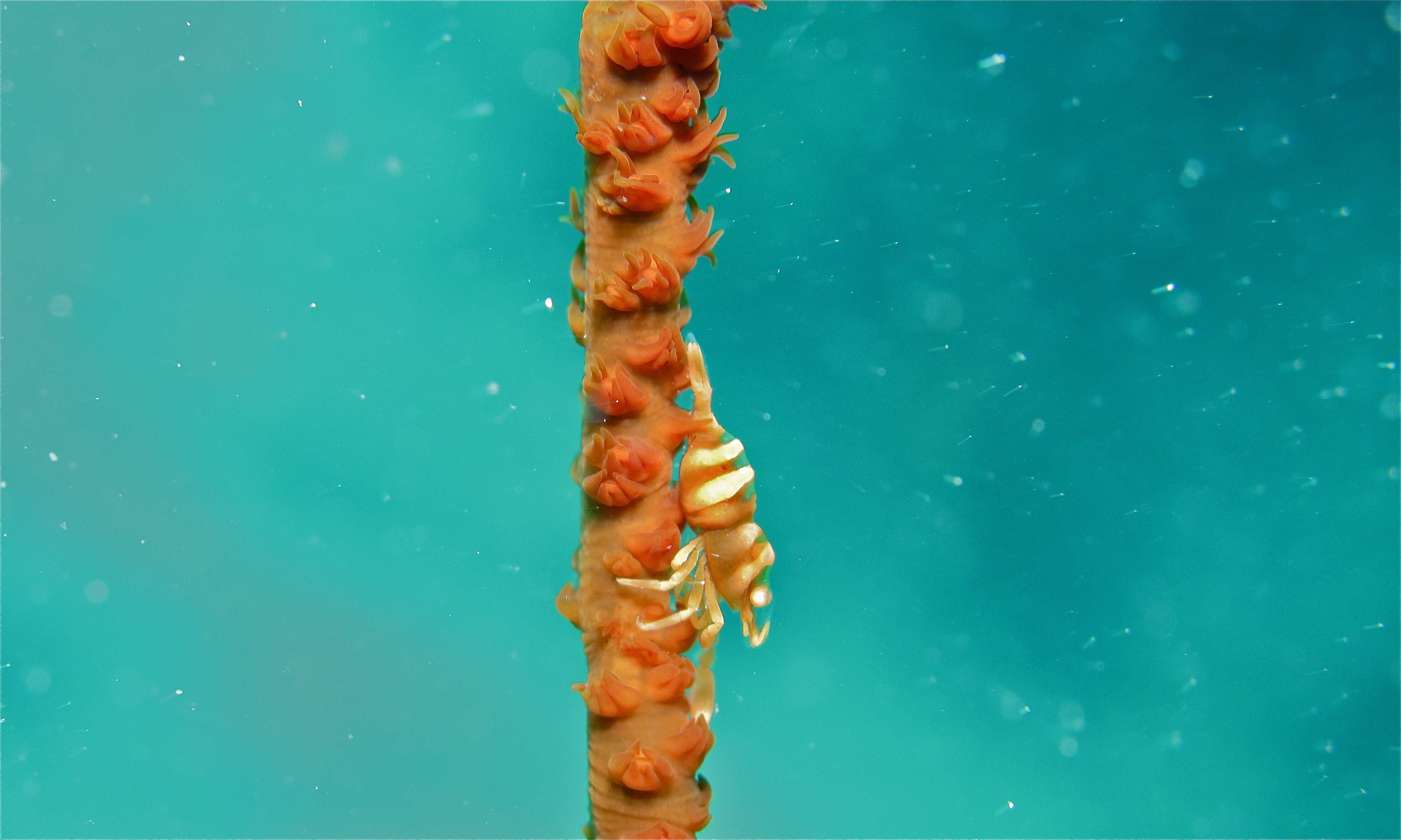 Image of Black corals