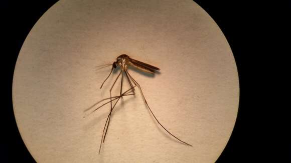 Image of Mosquito