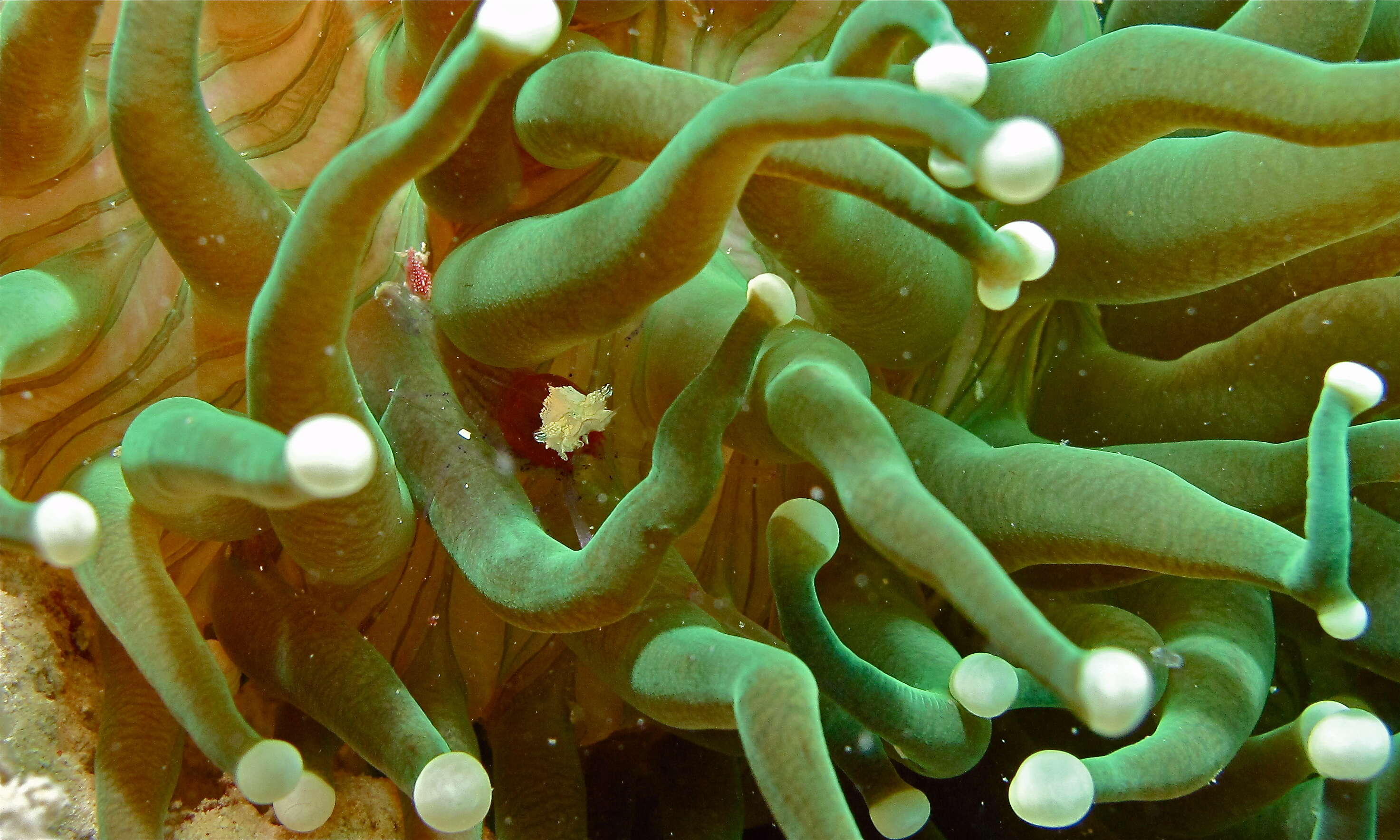 Image of Mushroom coral