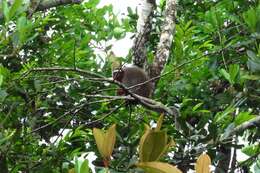 Image of Ornate Titi Monkey