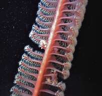 Image of Virgularia Lamarck 1816