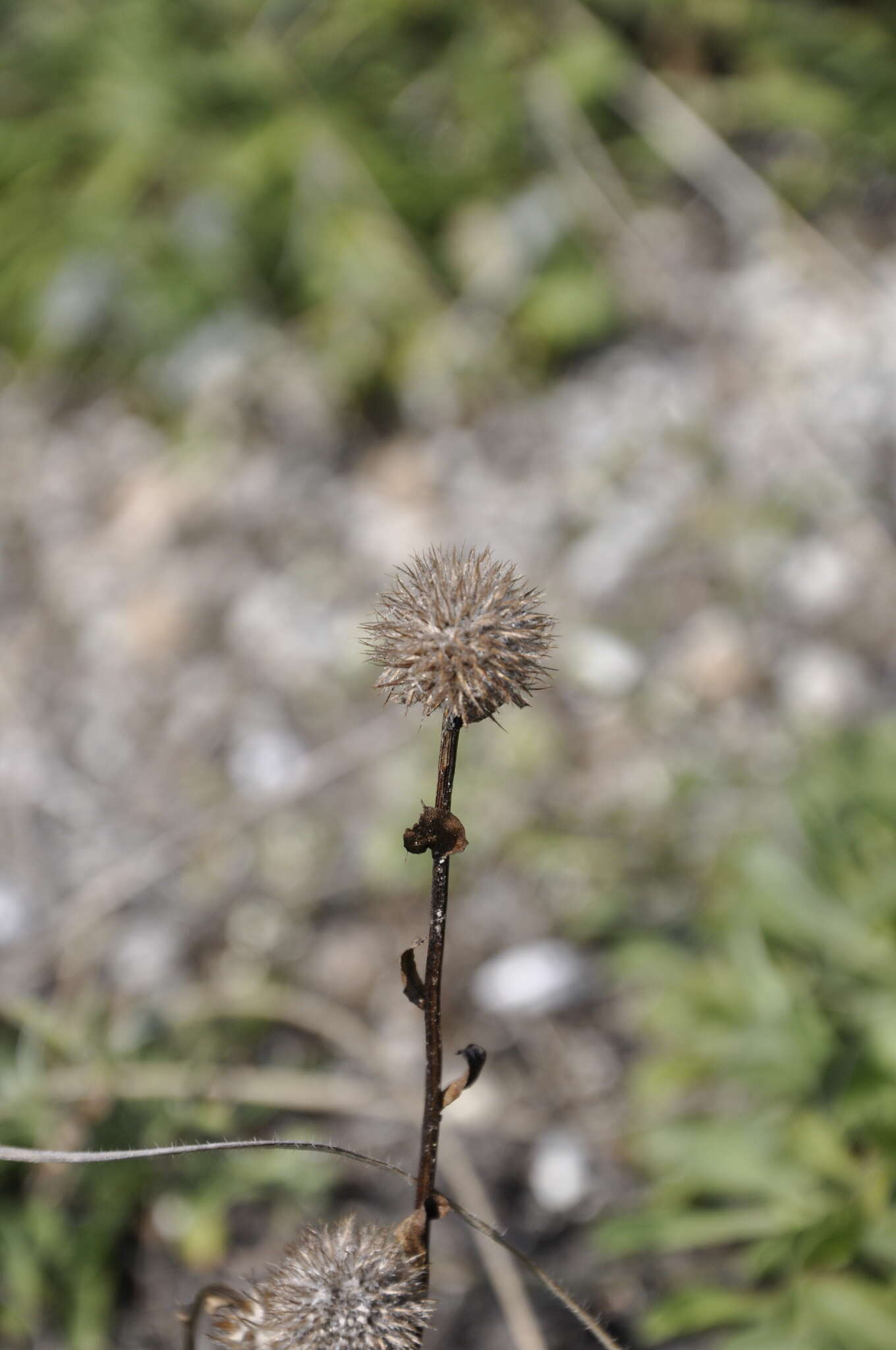 Image de Globularia trichosantha Fischer & C. A. Meyer