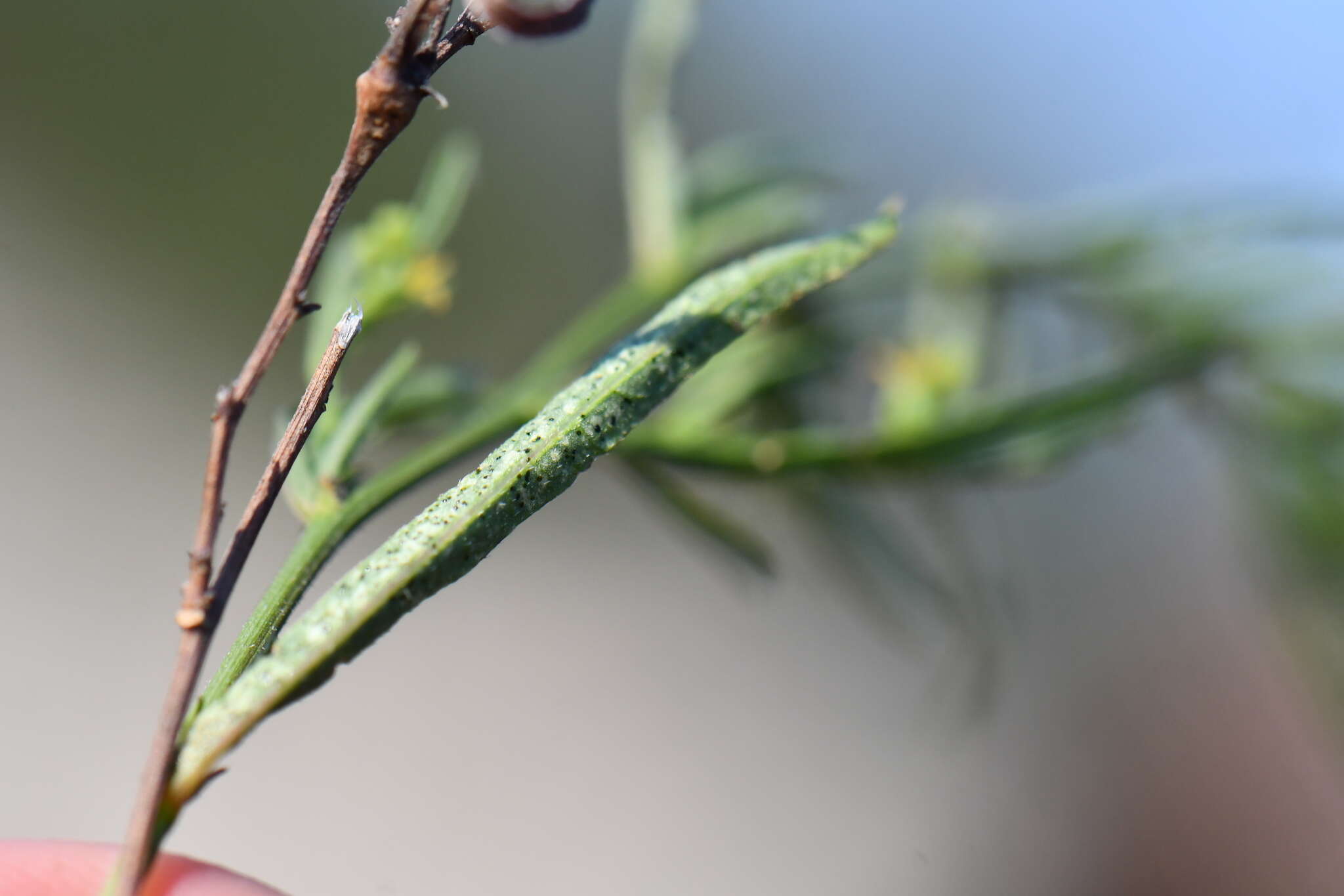 Image of branched noseburn