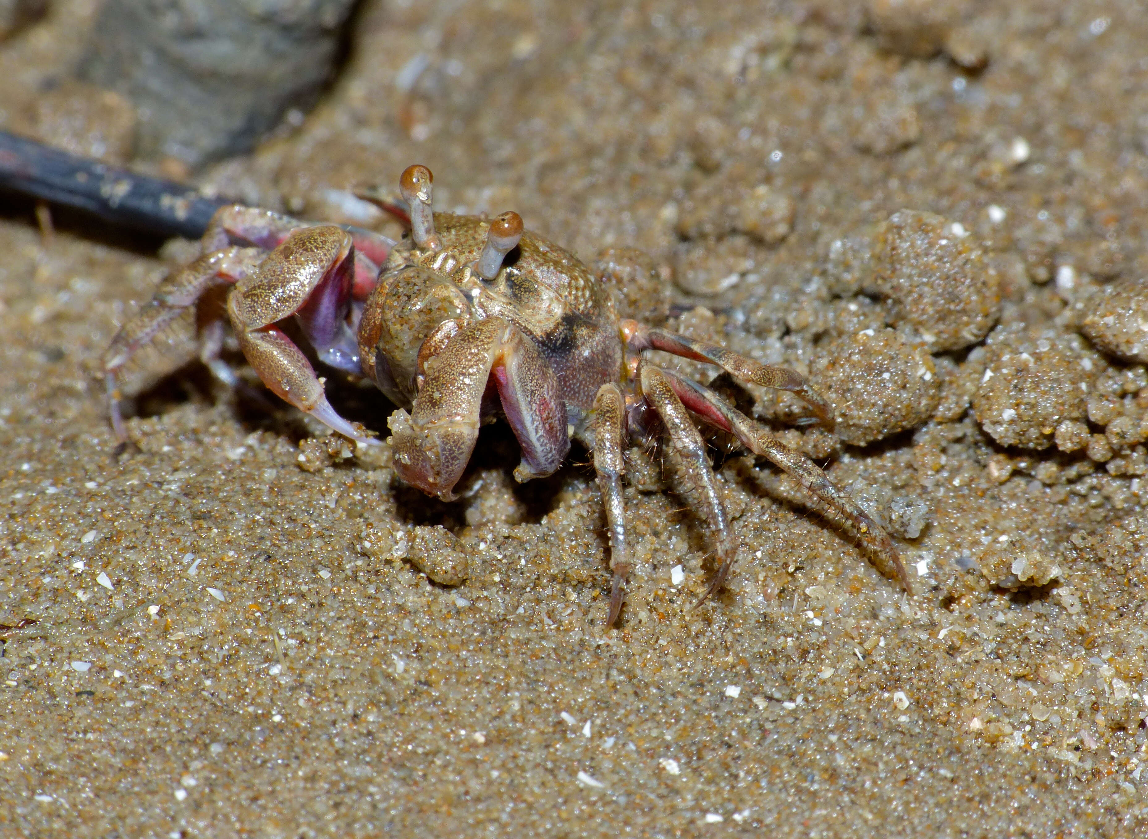 Image of Sand Bubbler Crab