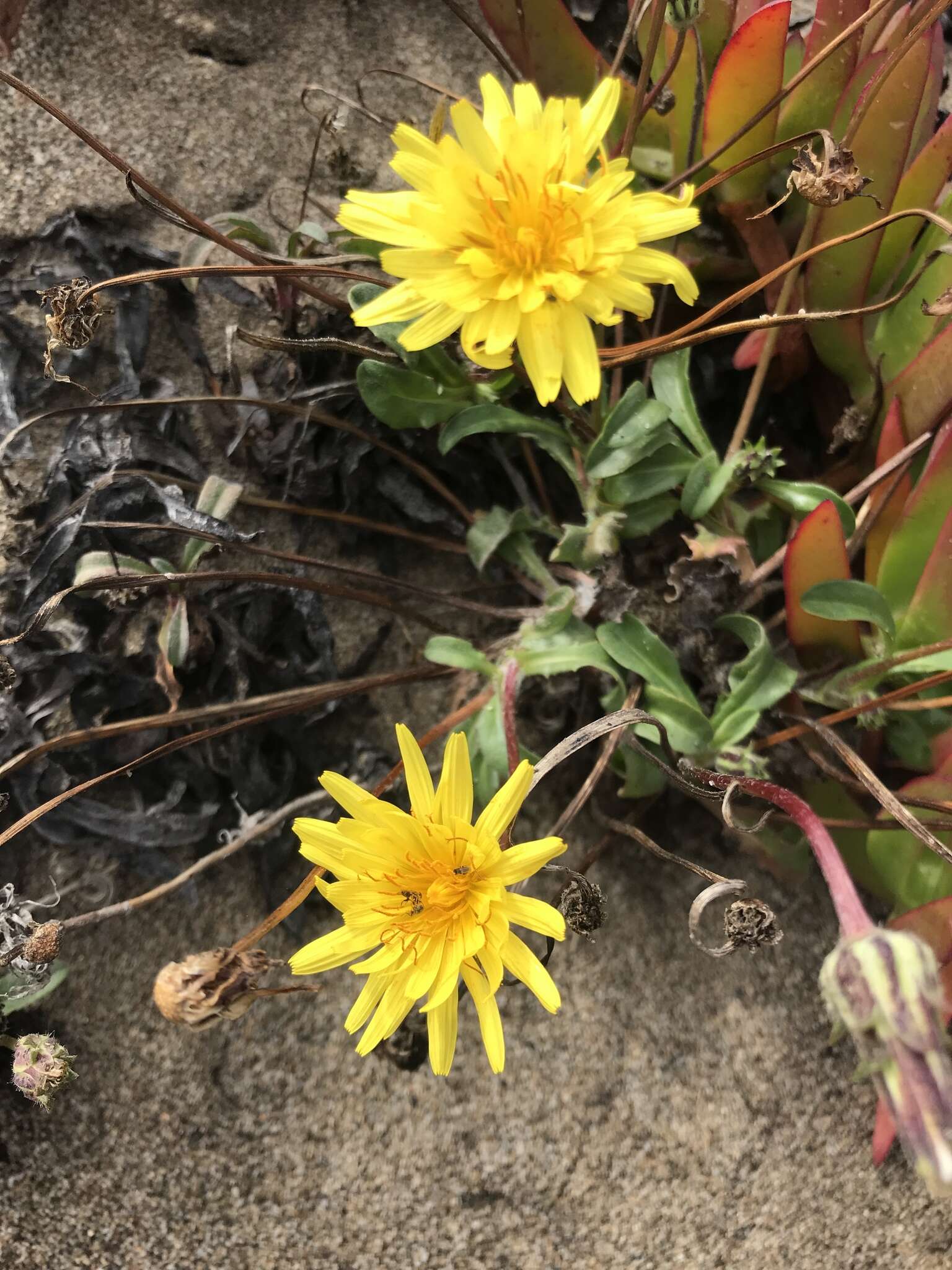 Image of woolly goat chicory