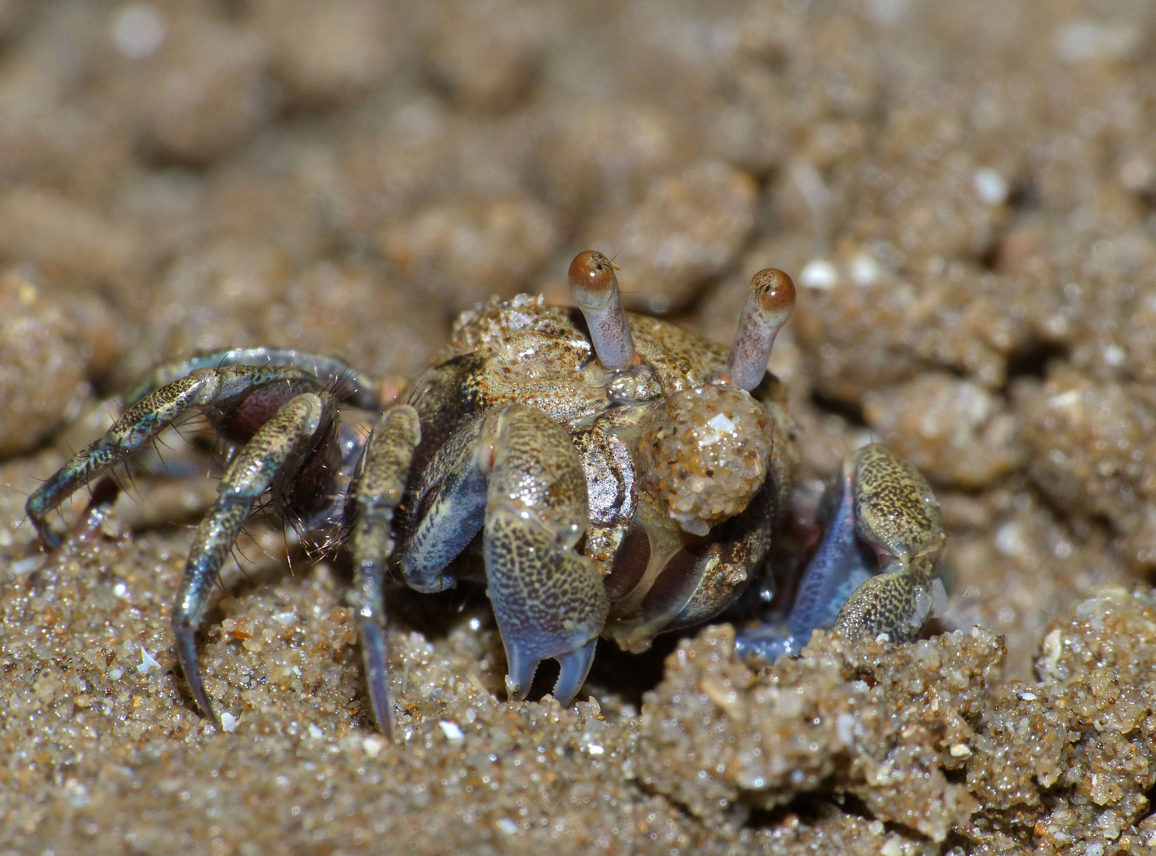 Image of Sand Bubbler Crab