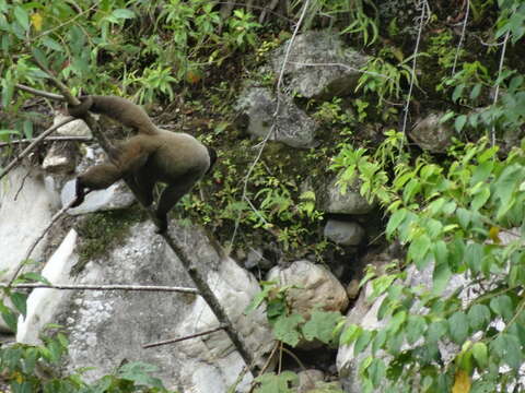 Image of Woolly monkey