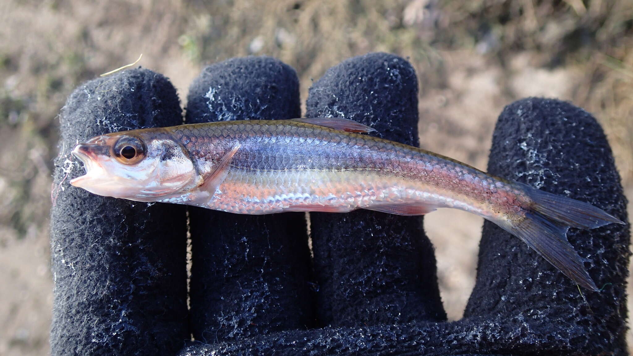 Image of Duskystripe shiner