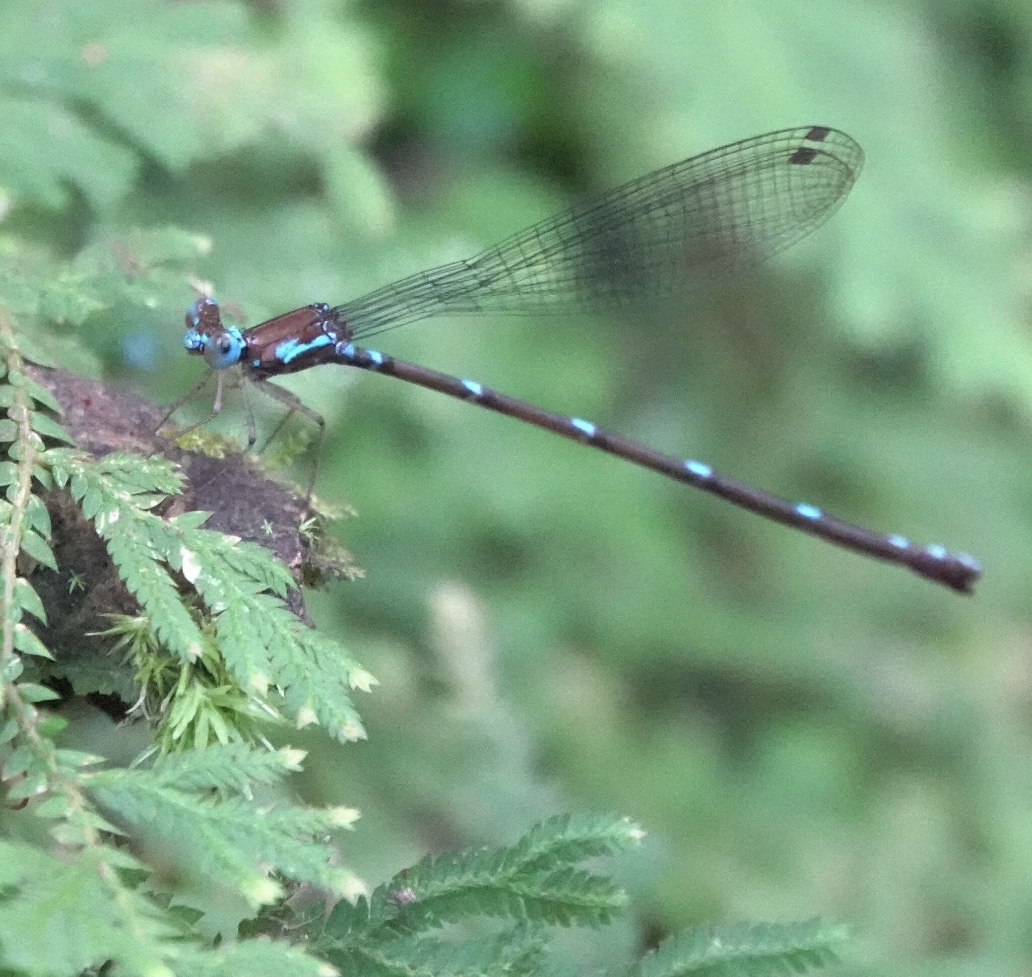 Image of Risiocnemis serrata (Hagen ex Selys 1863)