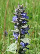 Слика од Ajuga genevensis L.