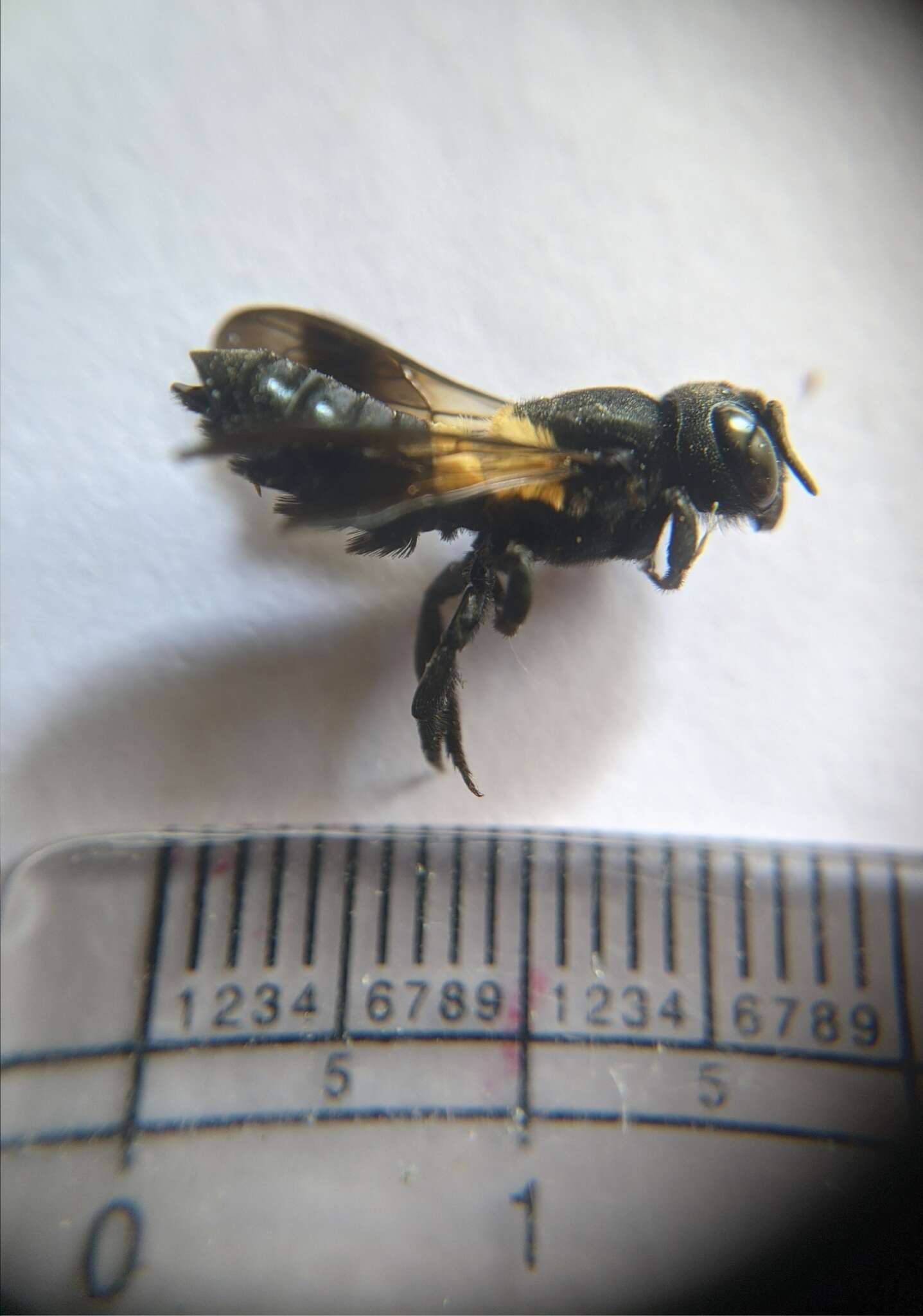 Image of Megachile disjuncta (Fabricius 1781)