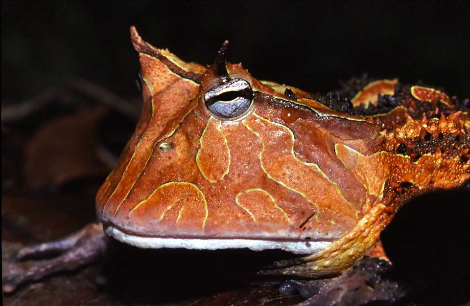 Imagem de Ceratophrys cornuta (Linnaeus 1758)