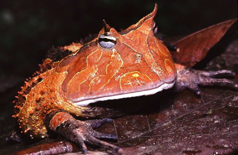 Image de Ceratophrys cornuta (Linnaeus 1758)