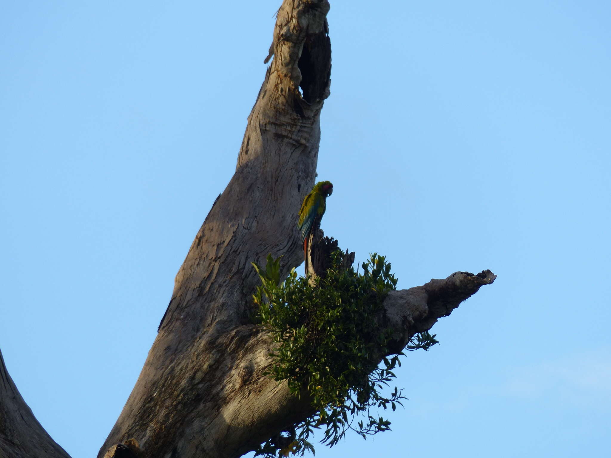 Image of Great Green Macaw