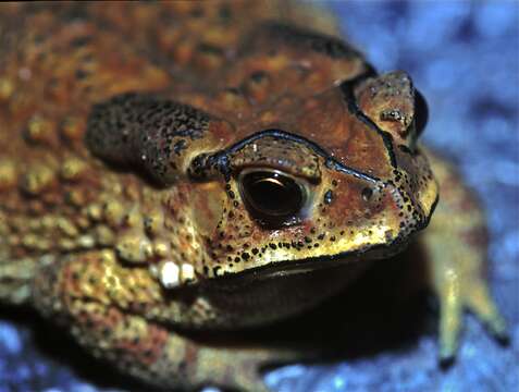 Image of Asian black-spined toad