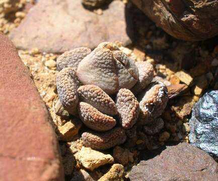 Image of Aloinopsis loganii (L. Bol.) L. Bol.